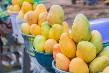African red, yellow and green mangoes 4