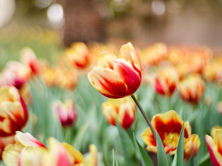 Fototapeta premium Colorful tulips flowers in the garden. Beautiful bouquet of tulips.
