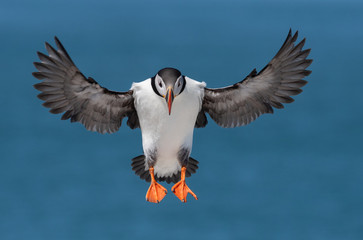 Atlantic Puffin 