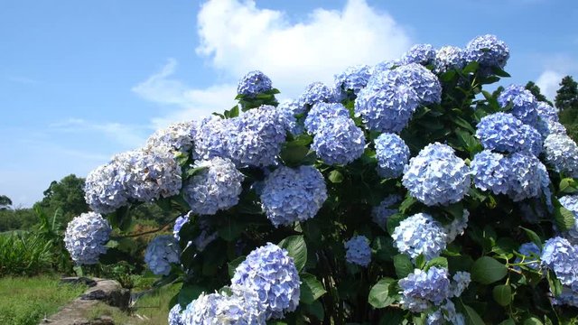Super beautiful blossom of Hydrangea macrophylla at Zhuzihu area, Taipei, Taiwan