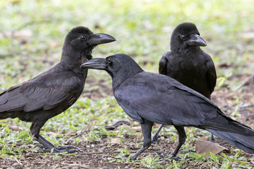 flock of balck raven crow bird on natural field