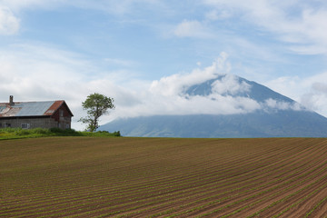 Obraz premium ６月の羊蹄山麓