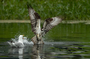 Fototapeta premium Osprey and Seagull