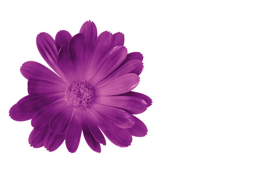 Fototapeta Purple flower isolated on black with copy space on the right