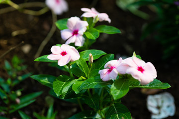 ピンク色のニチニチソウの花のアップ