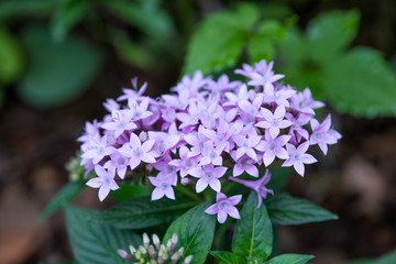 Fototapeta premium ピンク色のペンタスの花のアップ