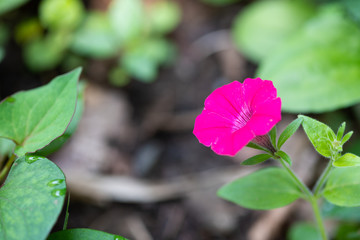 ピンク色のペチュニアの花