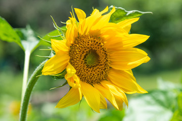 黄色いヒマワリの花のアップ