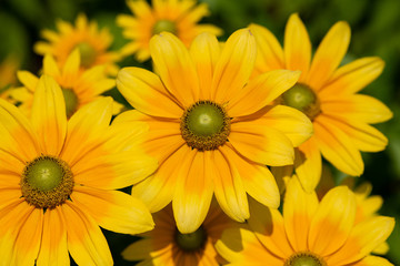 黄色いルドベキアの花のアップ	