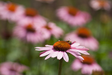 closeup of bee on pink echinacea Cheyenne spirit in a urban park