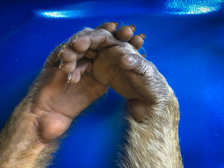 The sad monkey shows in the cage waiting for a body check.