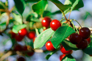 Cherry tree in the sunny garden.