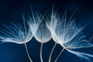 Nature Art - Dandelion Seeds