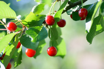 Cherry tree in the sunny garden.