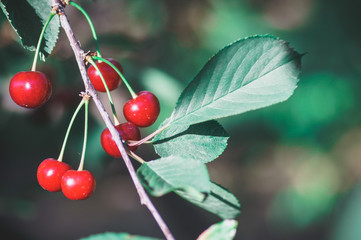 Cherry tree in the sunny garden.