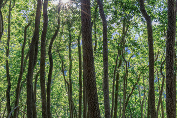 Obraz premium California Bay Laurel Forest in Mt Umunhum. Sierra Azul Open Space Preserve, Santa Clara County, California, USA.