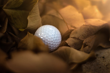 Missing, lost golf ball in rough or hazard out of fairway with beautiful falling leaves at golf course, golf, sport, summer concept