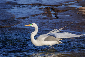 Great Egret (Ardea alba) standing in shallow water near a lake shore