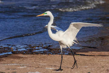 Great Egret (Ardea alba) standing in shallow water near a lake shore