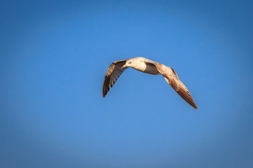 Ring Billed Gull (Larus delawarensis) in flight over an inland lake