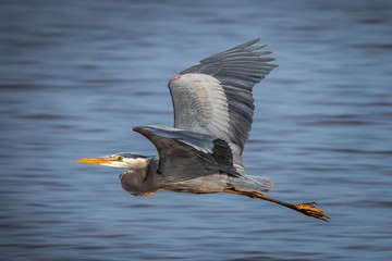 Great Blue Heron (Ardea herodias) in flight over Lake Hefner in Oklahoma City