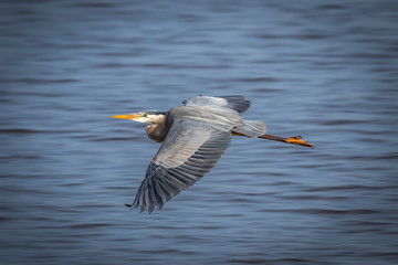 Great Blue Heron (Ardea herodias) in flight over Lake Hefner in Oklahoma City