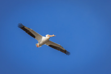 American White Pelican (Pelecanidae) in flight