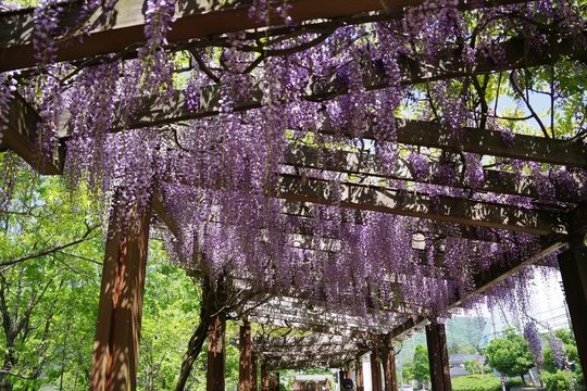 満開の藤棚の回廊