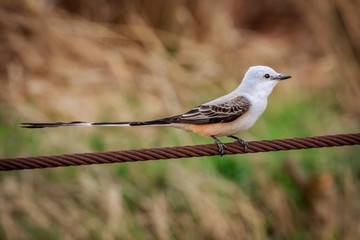 An elegant Scissor-tailed Flycatcher (Tyrannus forficatus) sitting on a wire.