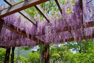 満開の藤棚の回廊