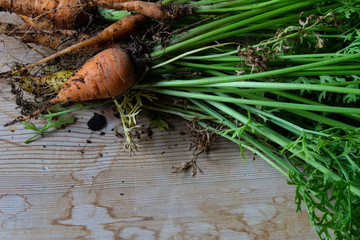 Bunch of dirty, fresh pulled carrots with tops, on wood table, copy space, horizontal aspect