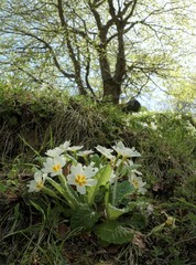 Wild Primrose In Nebrodi Park, Sicily