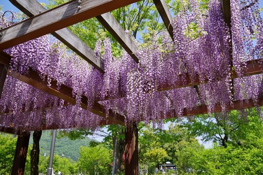 満開の藤棚の回廊