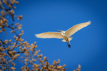 Great Egret (Ardea alba) in breeding plumage