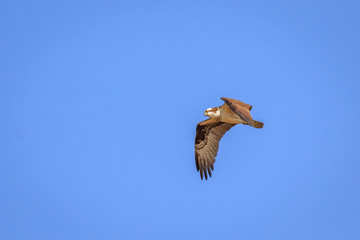 Osprey in flight