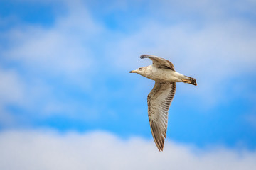 Ring Billed Gull (Larus delawarensis) in flight over an inland lake