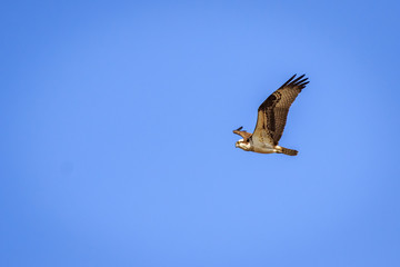 Osprey in flight