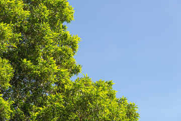 bush green leaves and branches of treetop on blue sky for design and decoration