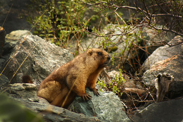 Marmot