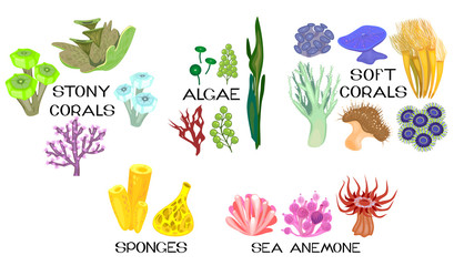 Fototapeta premium Zbiór różnych gatunków koralowców, ukwiały, gąbki, algi morskie na białym tle