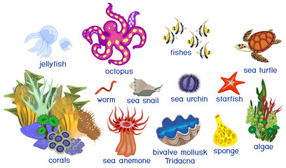 Set of different marine inhabitants isolated on white background with titles © Kazakova Maryia