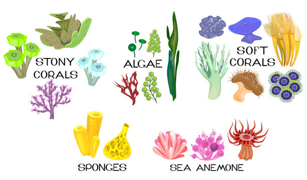 Set of different species of corals, sea anemones, sponges, marine algae on white background