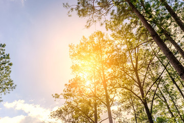 Obraz premium Low angle view bush green leaves and branches of pine tree with blue sky