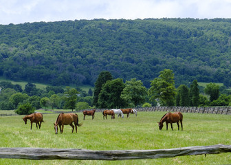 Fototapeta na wymiar Grazing horses in Virginia countryside