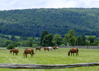 Grazing horses in Virginia countryside