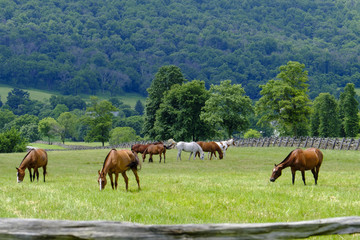 Naklejka na ściany i meble Grazing horses in Virginia countryside