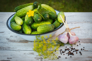 Cucumbers in metal bowl and spices for pickling cucumbers