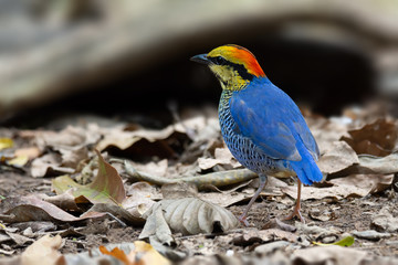 Blue pitta bird..Colorful blue pitta  bird standing on the ground looking for food, rearview.