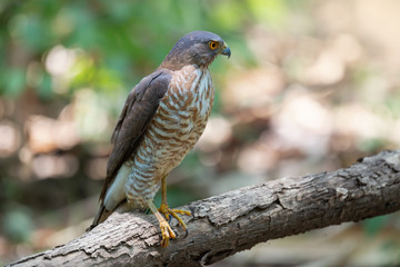 Bird of prey..Crested goshawk bird perching alone on  a branch with natural blurred background.