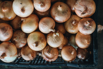 Fresh onion from the garden